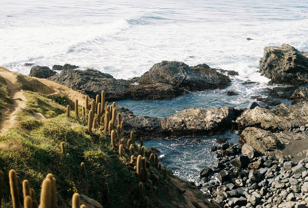 Film photograph of the beach with cacti and large rocks