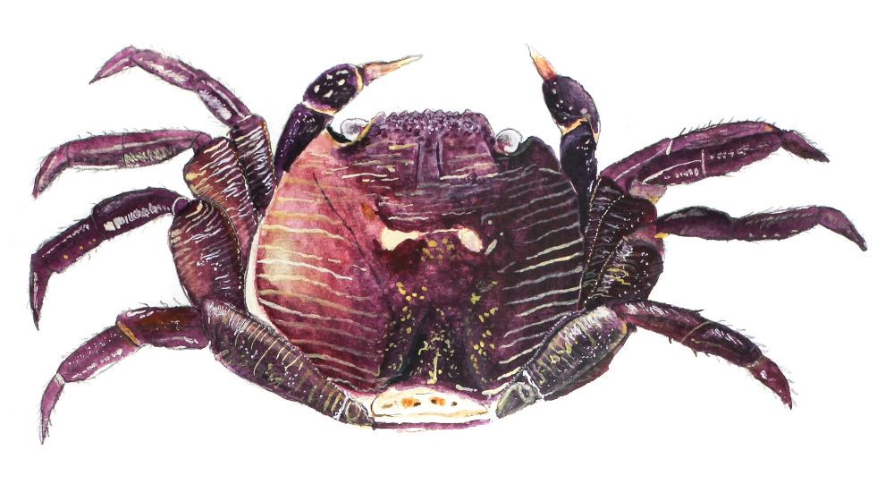 Watercolor illustration of a crab