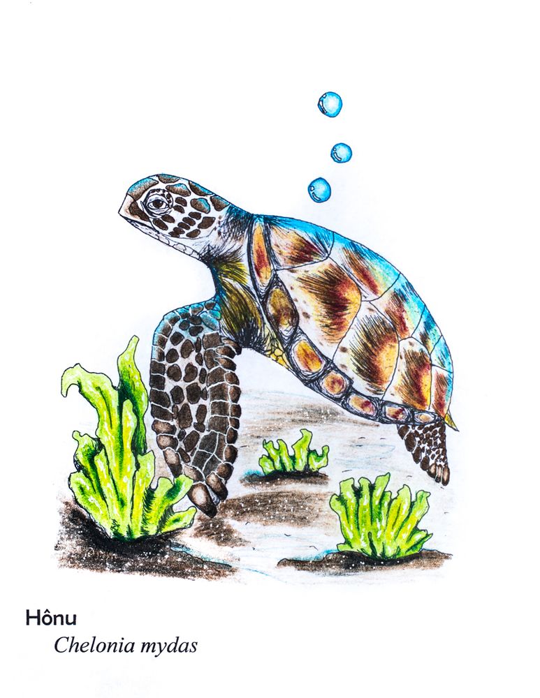 Pen and colored pencil illustration of a green sea turtle