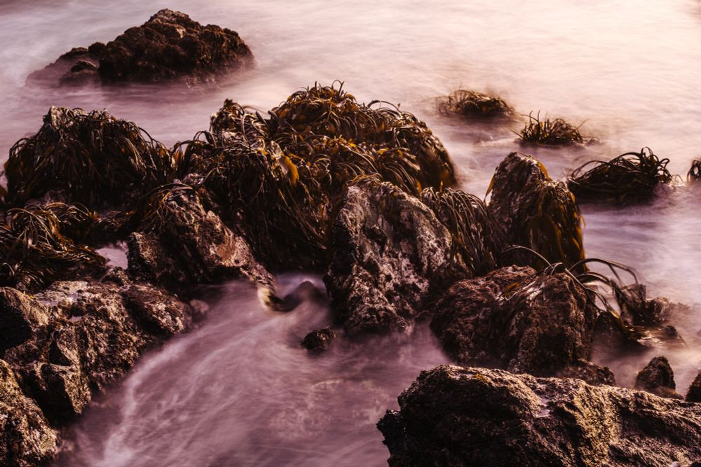 Long exposure photo of rocks and macroalgae in the intertidal