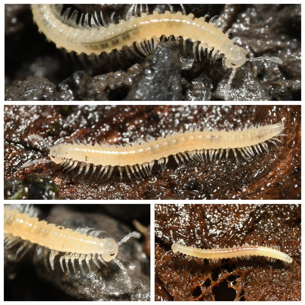 A selection of images of a small, off-white millipede that is commonly referred to as the Beddau Beast since (in the UK) it is found only at Cwm Tips, near Beddau, in Rhondda Cynon Taf, South Wales. 