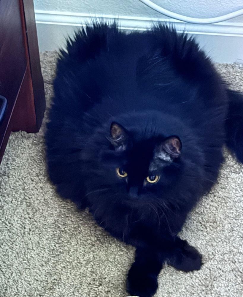 Black cat lounging luxuriously