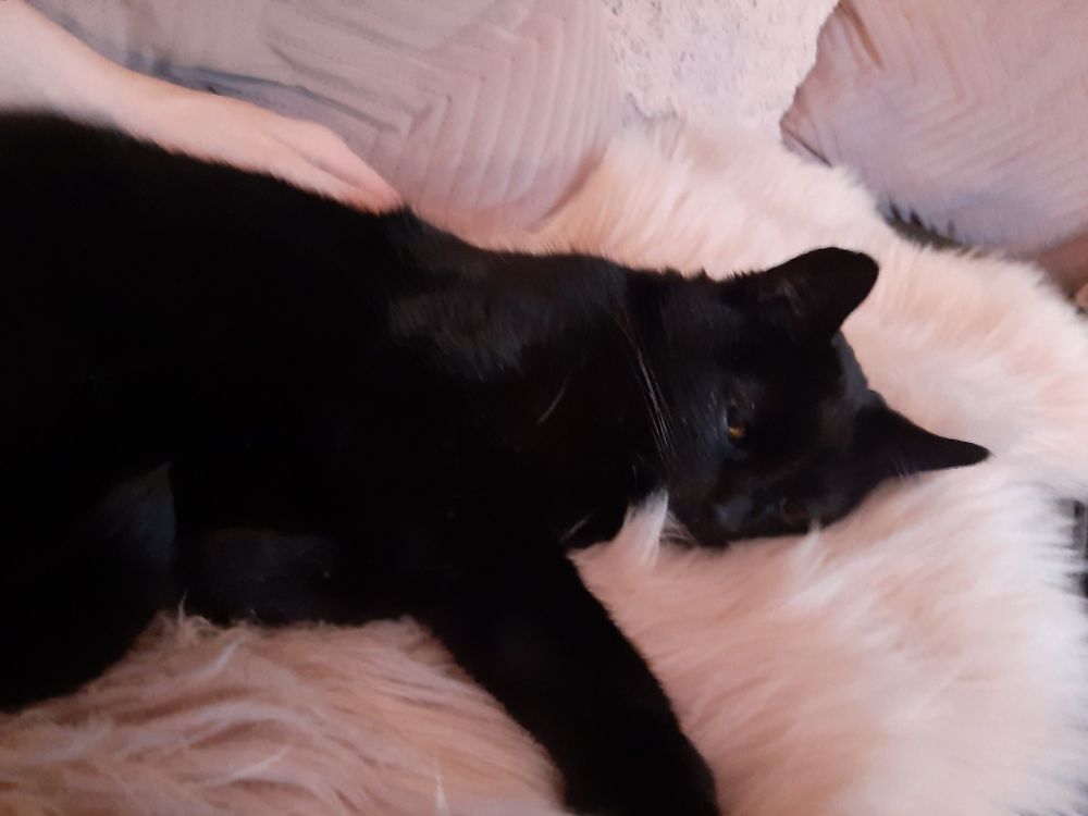 A male black cat with yellow eyes laying on a pink fluffy blanket.