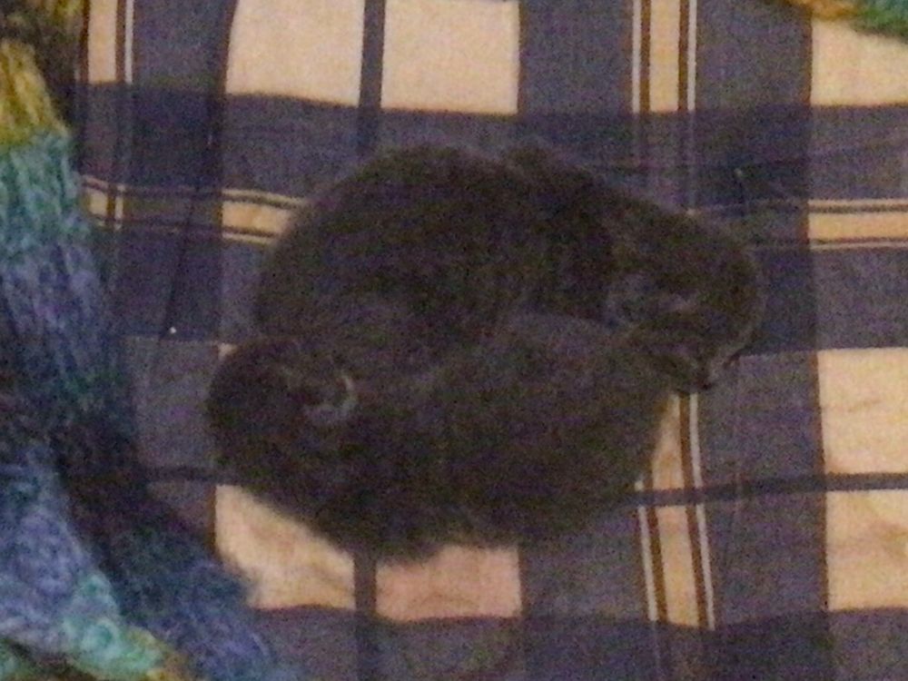Zwei sehr junge Katzen