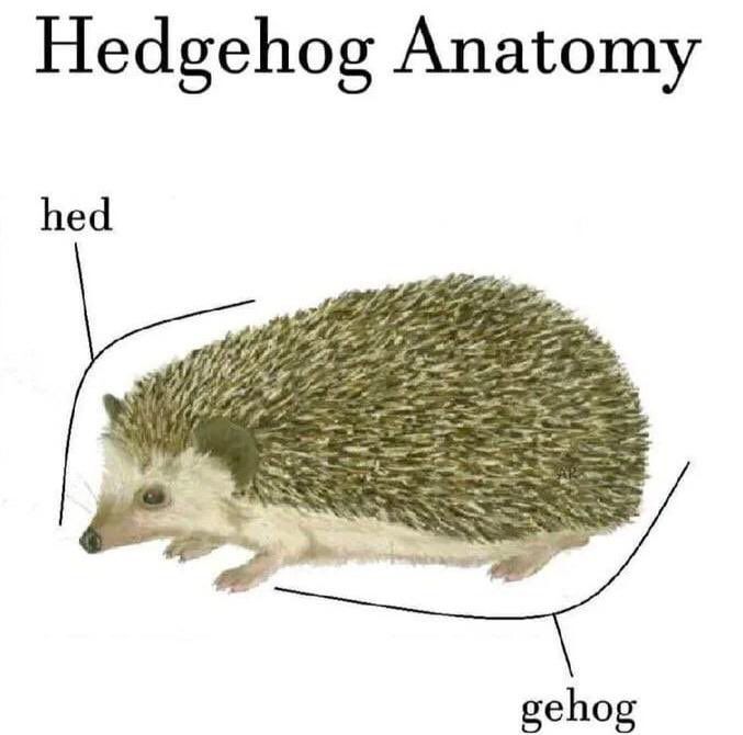 Illustration of a hedgehog. Text above reads Hedgehog Anatomy. Head is marked with a word “hed”, and the rest of the animal is marked with “gehog”.
