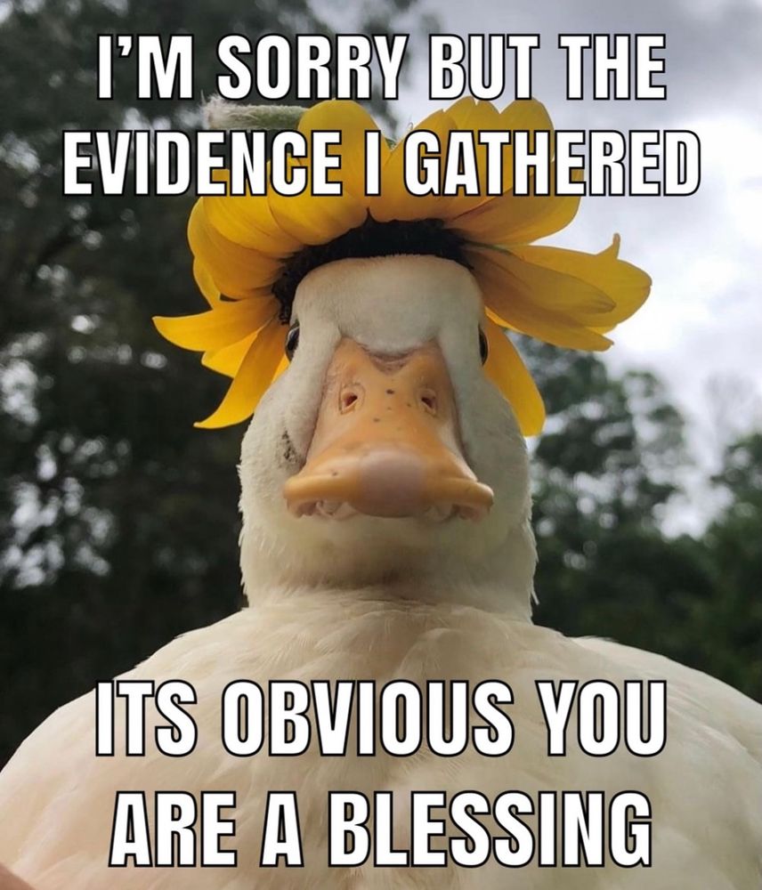 Closeup of a duck wearing a sunflower as a hat. Text reads “I'M SORRY BUT THE EVIDENCE I GATHERED, ITS OBVIOUS YOU ARE A BLESSING.”