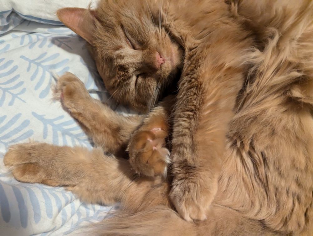 a longer-haired orange cat curled up on a comforter with her eyes closed