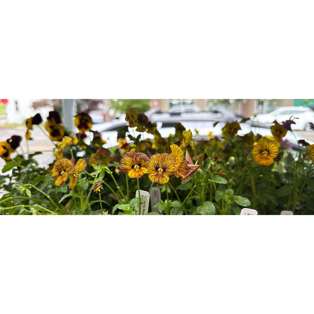 photo of some yellow flowers at a garden store in the center third of the photo, framed by two huge white bars