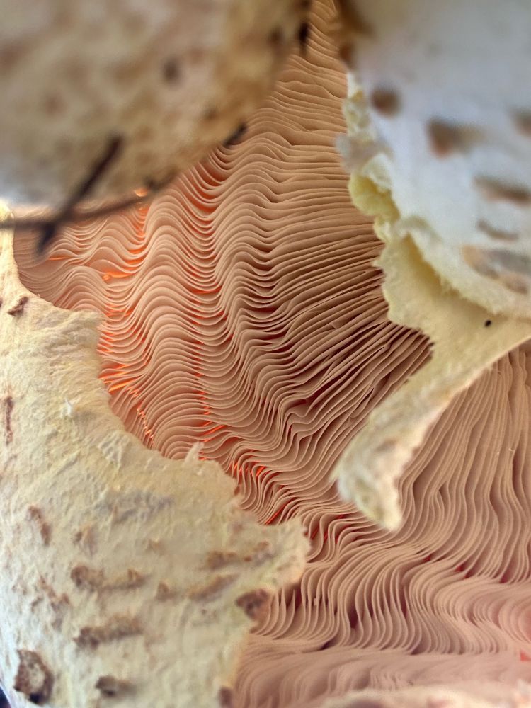 photo taken from the bottom of a mushroom showcasing pink gills in a wavy pattern, the white and brown stem is visible in the top right and the gill covering is patchy and can very seen at the bottom left and near the stem