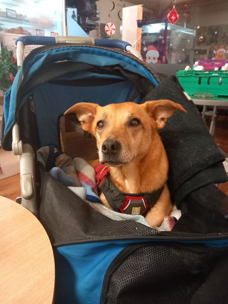 A gorgeous fawn coloured doggie in her special chariot. Sat by table in our coffee shop. Looking adoringly into her mommies eyes. (Actually she's waiting to be fed her duckie treats!)