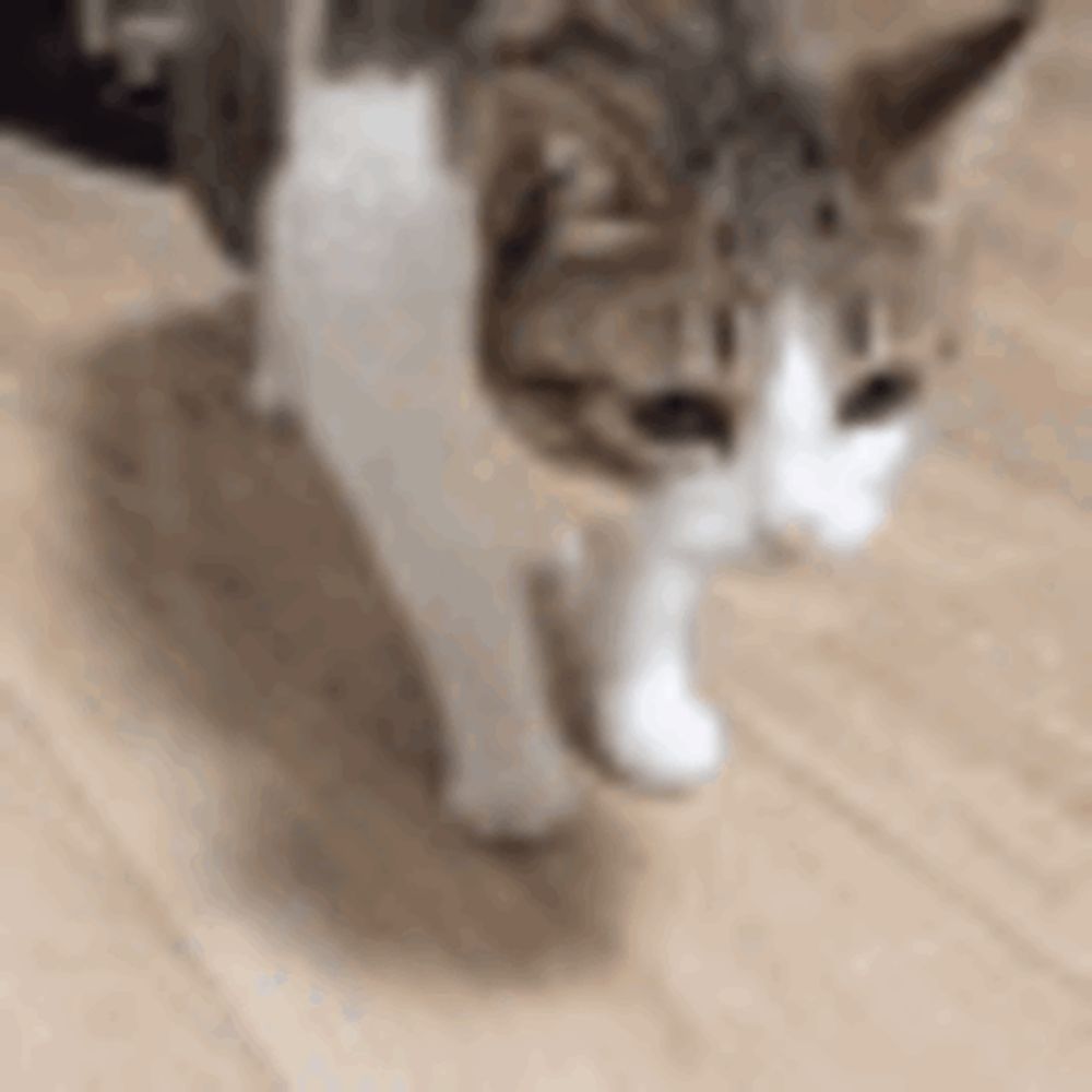 a cat is walking on a wooden floor .