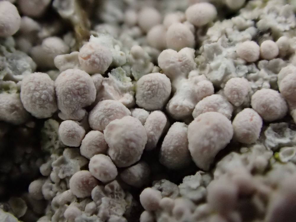 Pale pink frosted schizidia (vegetative propagules) of Dibaeis baeomyces