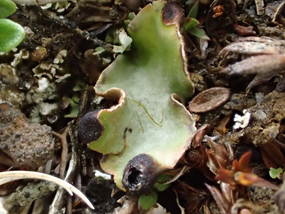 Tiny thallus of Peltigera venosa