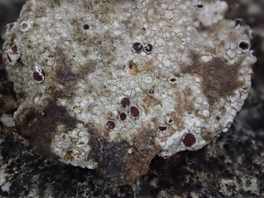 Trapelia coarctata on small rock fragment