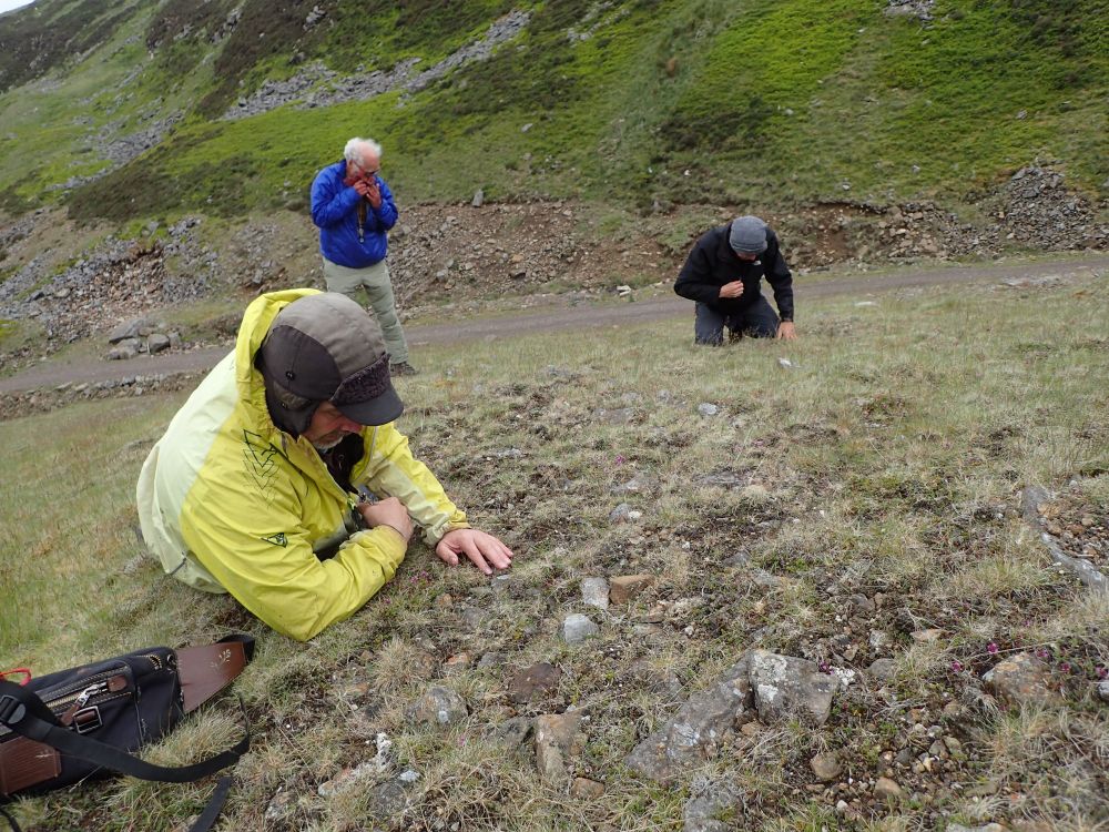 Gravelly mine spoil with few plants - location of rare Peltigera venosa