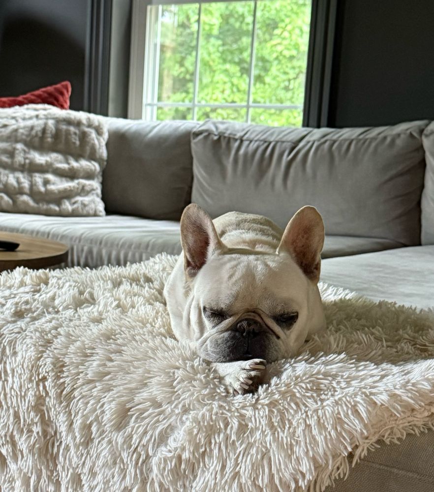 Cream colored French Bulldog (Frankie) on a blankie on a couch