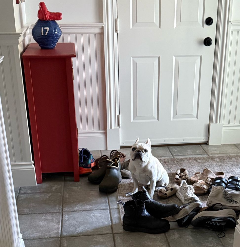 Frankie the French Bulldog