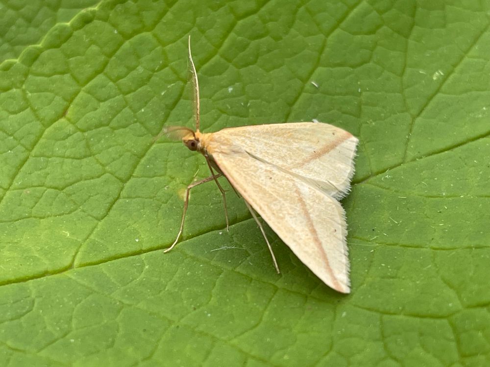 Vestal, first for garden at CMO. 