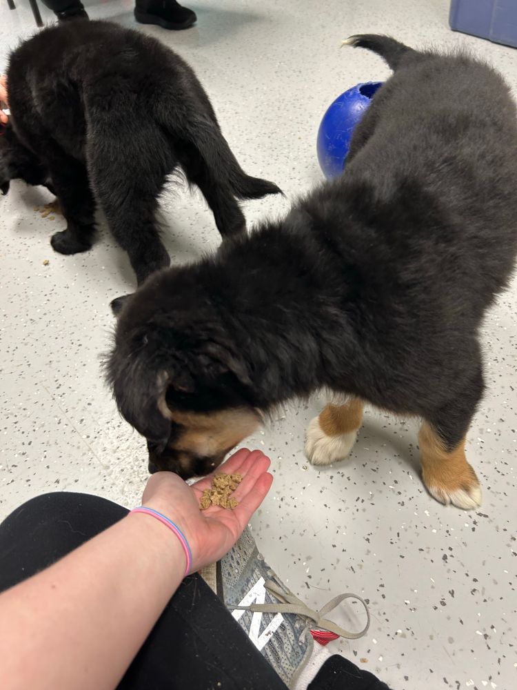 Visiting the shelter on Saturday Cornflower knows I got treats. Great news one of the puppies were already adopted 