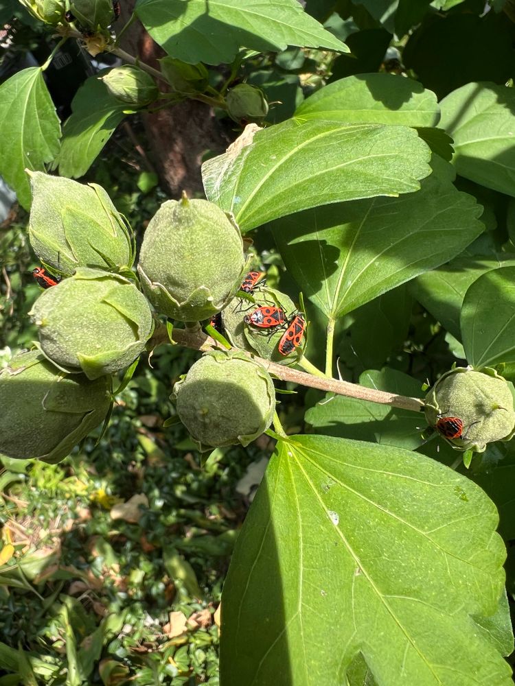 firebug, Pyrrhocoris apterus,