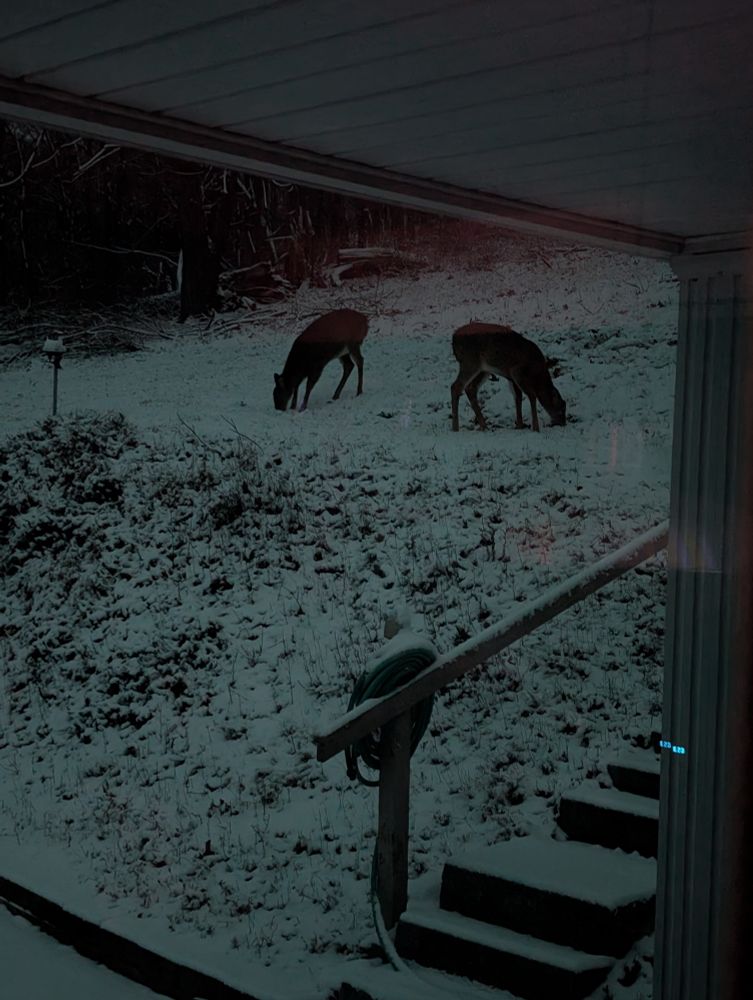 Two young deer on a snowy hillside.