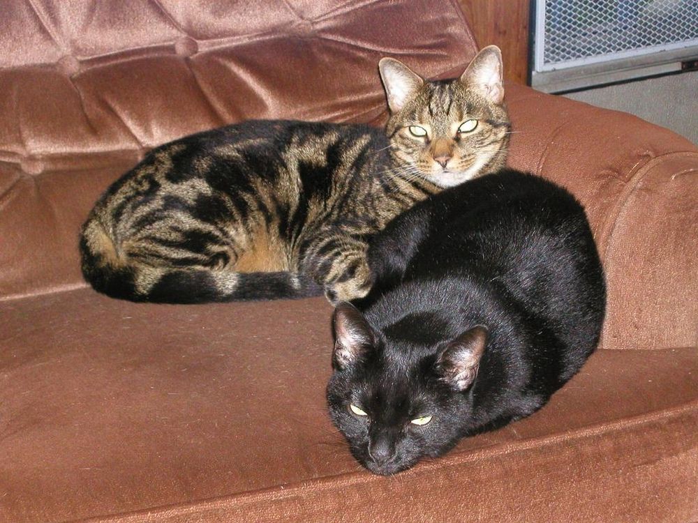 Sam and Hobbes. Hobbes was Sam's bro although they look very different. Sam is the pygmy panther wondering why her brother is touching her butt.
