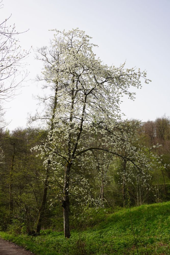 Kirschblüte