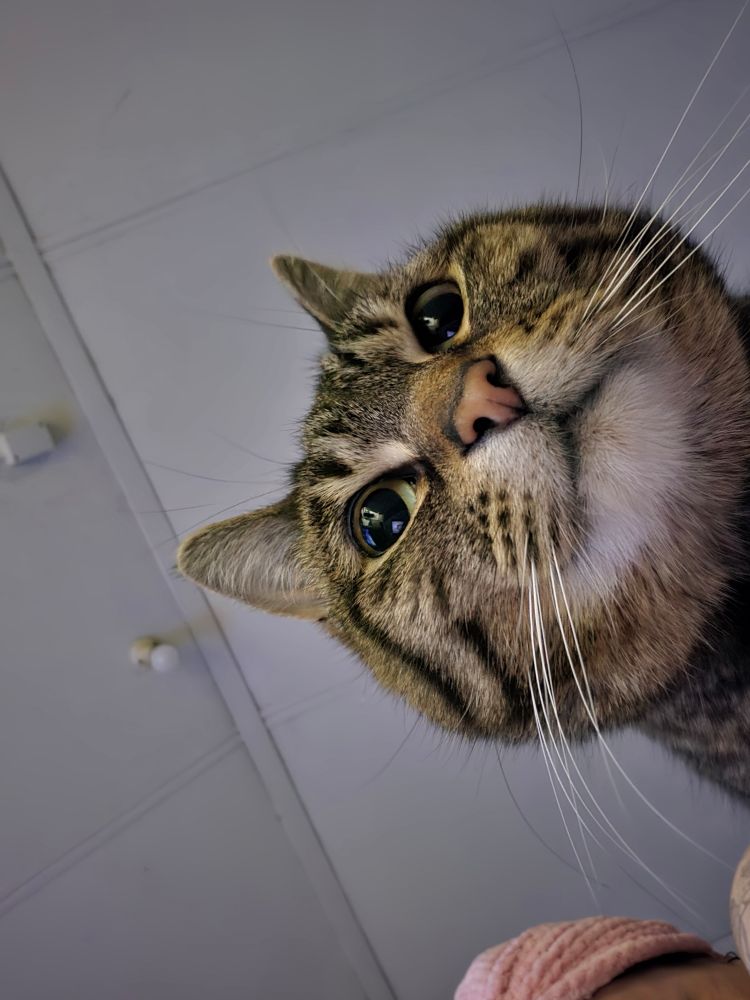 Close-up of a tabby cat's face looking down (she looks dumb)