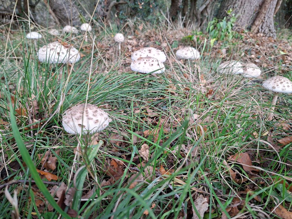 A group of large parasol mushrooms emerging in grass below ancient trees in Epping Forest 