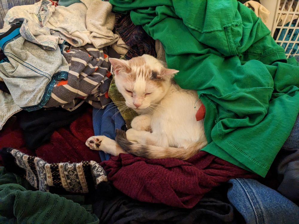 A small very sleepy calico kitty is nesting in the clean laundry pile. She has multicolored toe beans.