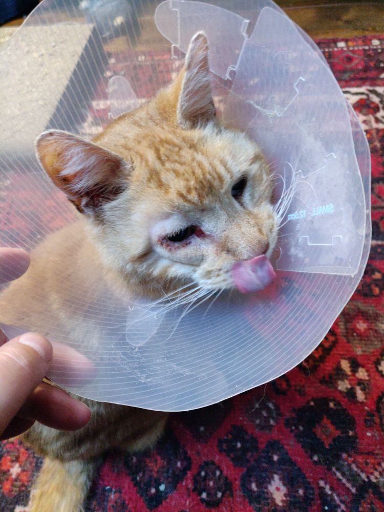 A ginger cat in a hard cone is licking his own nose.