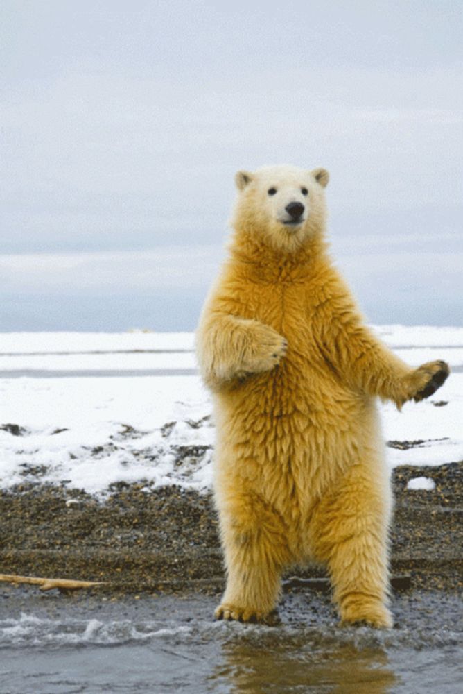 a polar bear standing on its hind legs on a beach