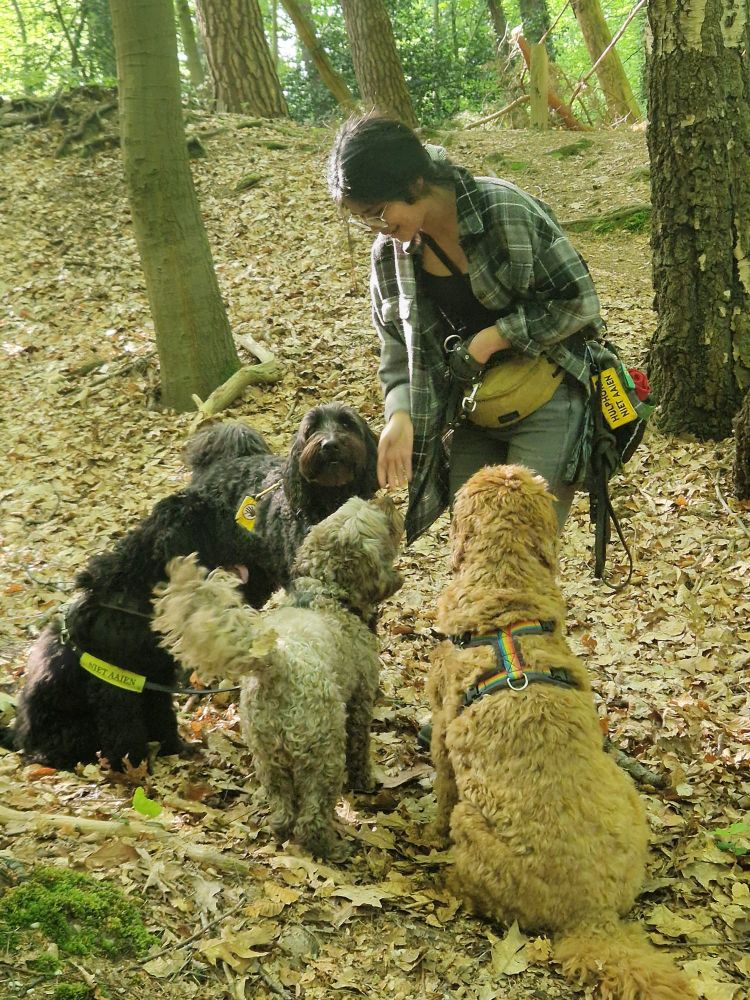 The same scene, but I am bending down to hand out a treat. The small puppy has moved to in between the black dog and the brown dog.