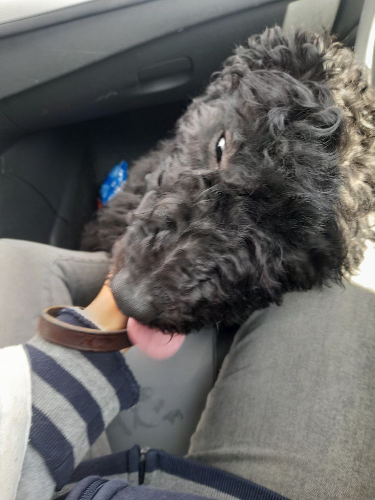 A black puppy sitting on the floor of a car, in front of the passenger's seat. His tongue is out as he receives chin scritches.