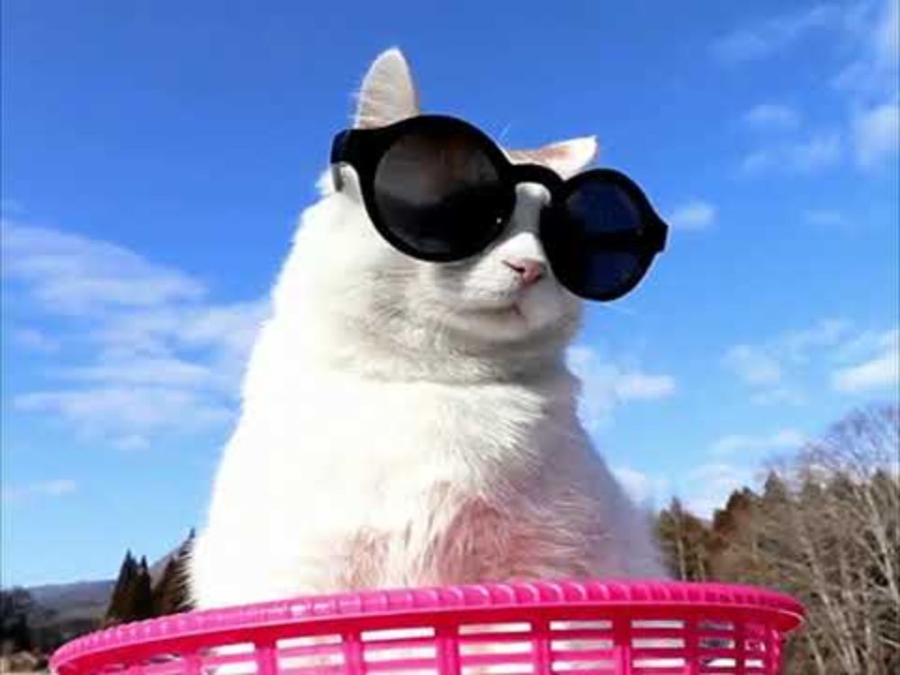 Cat chilling in a basket type beat