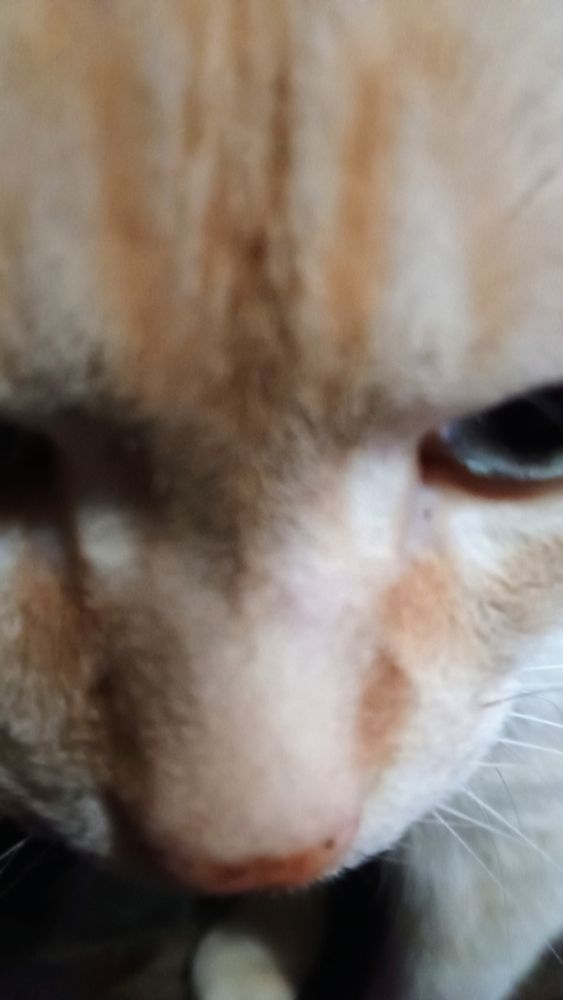 A closeup of Lennina's cat, Fezzik.