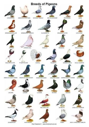 Image depicting many breed of show pigeon