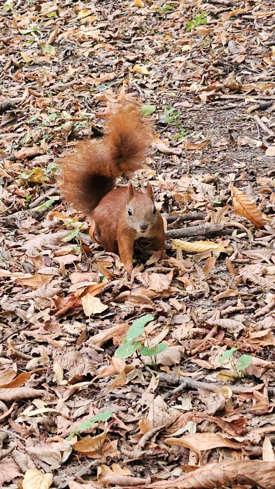 A baby red squirrel amidst autumn leaves