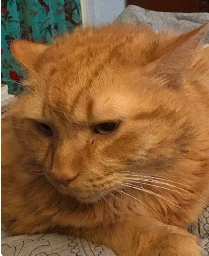 very close up 3/4 turned head of orange floofy cat. very dashing; it's an author photo!