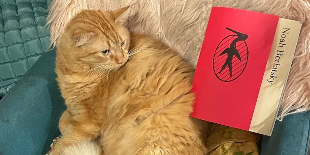 Kitty Says, "Order Noah's Chapbook!"