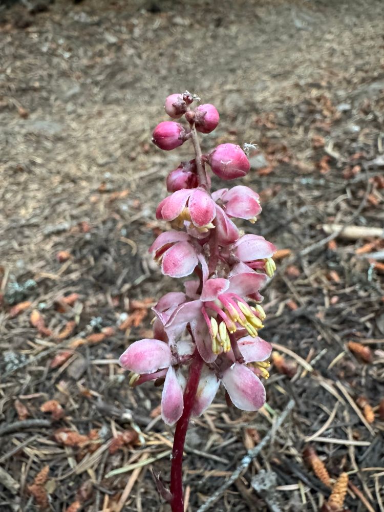 Pyrola