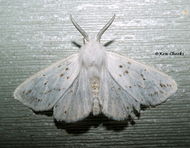 A fall webworm moth rests on a wooden plank. The moth's wingspan is about 2 inches. The wings are white with small black spots, sparsely arranged. The body is covered with white fur. The moth has fernlike antennae.