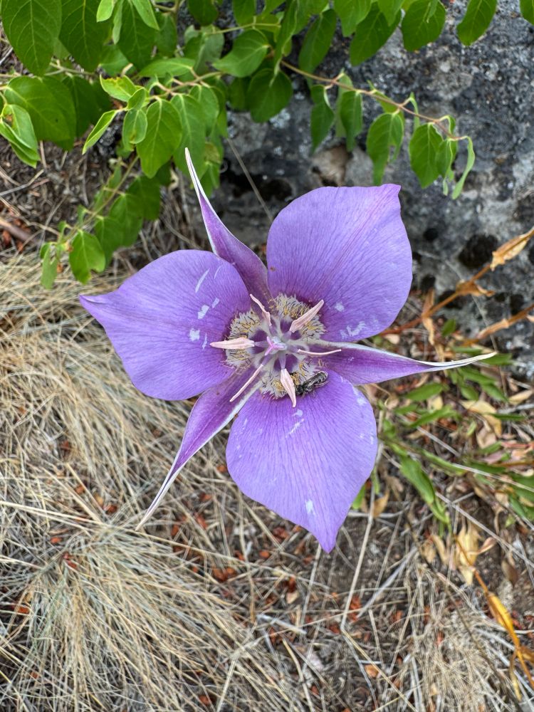 Green-banded mariposa lily