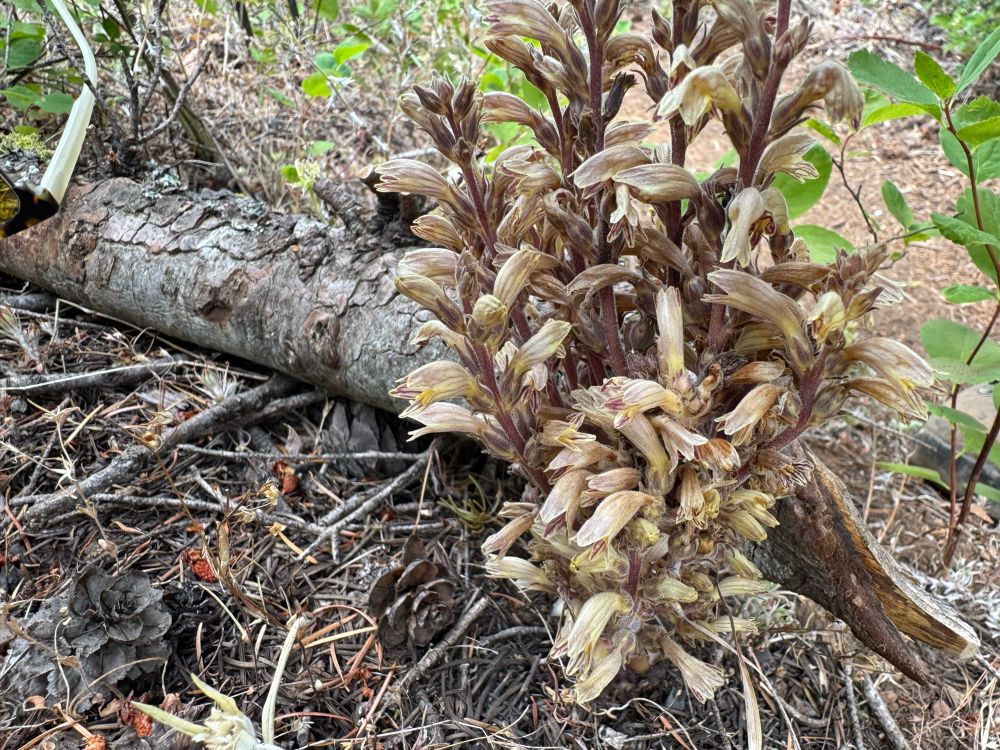 Pine broomrape