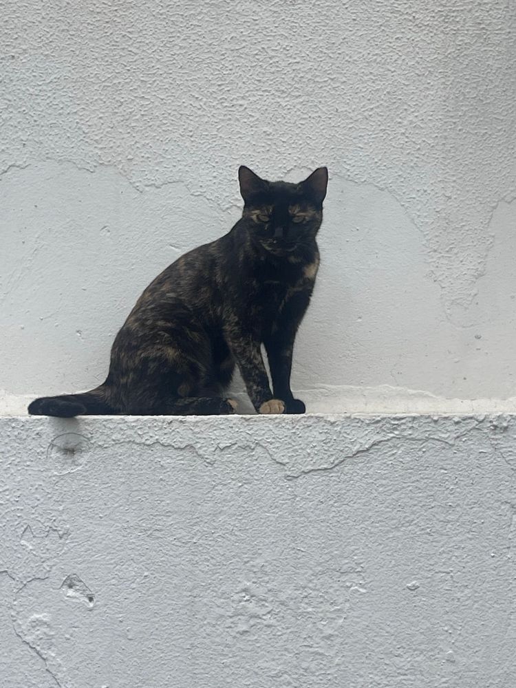 A dappled calico cat sitting on the wall