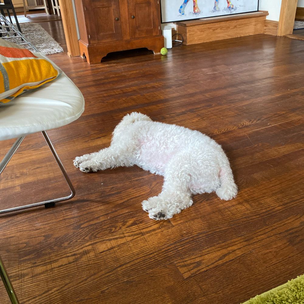 Small white dog on a hardwood floor