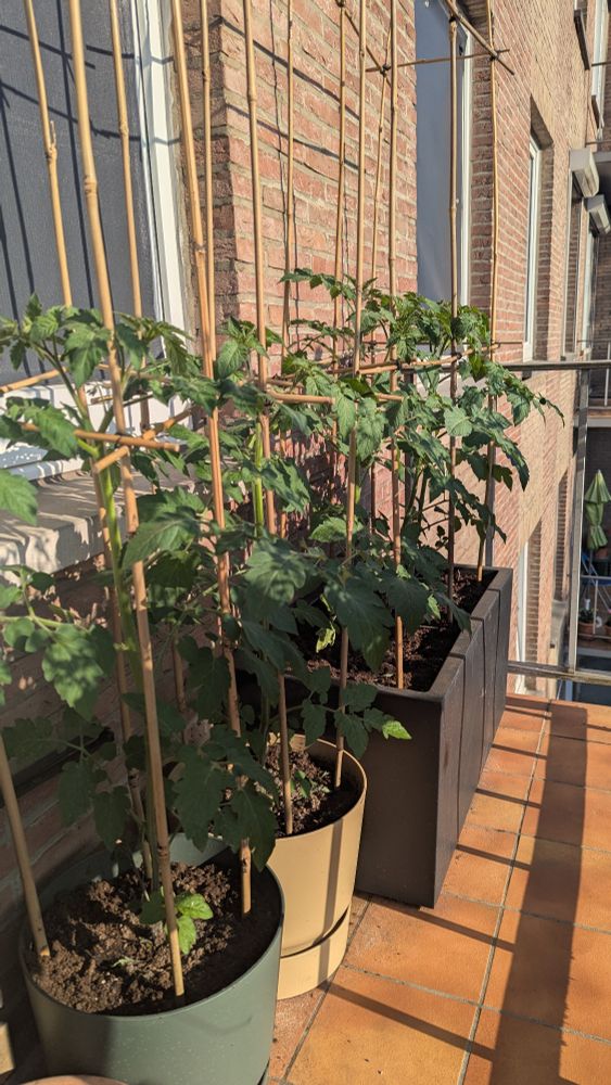 5 tomato plants in pots on a balcony 