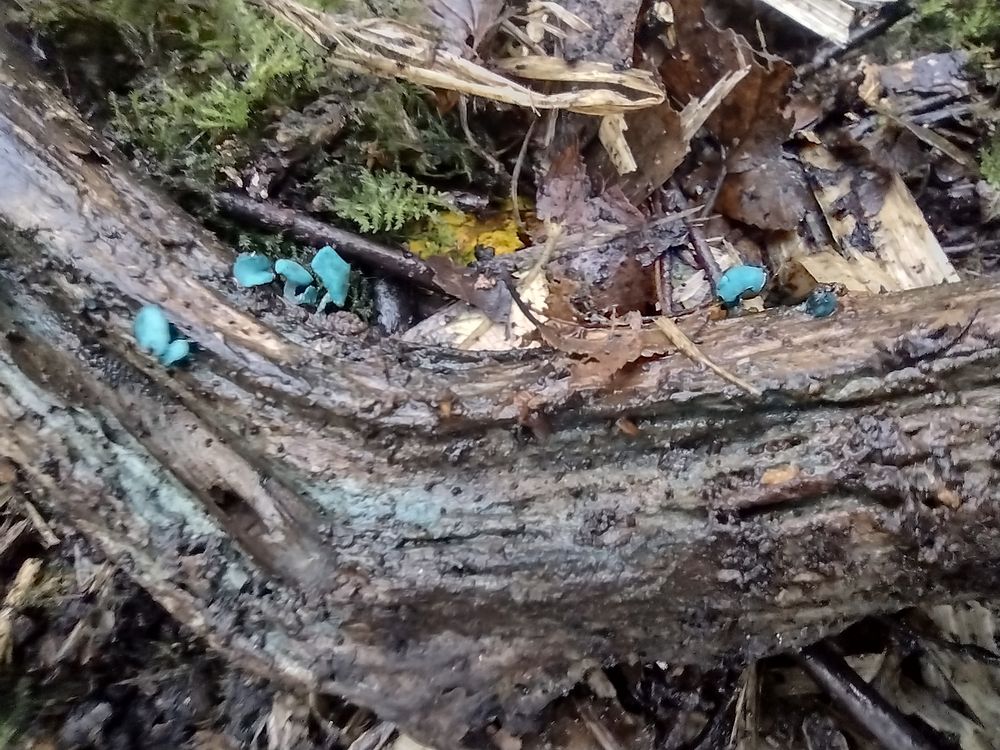 Tiny cup-shaped fruits of green elf cup fungi growing on a fallen branch.
A greenish blue stain can be seen on the rotting wood from the fungus.