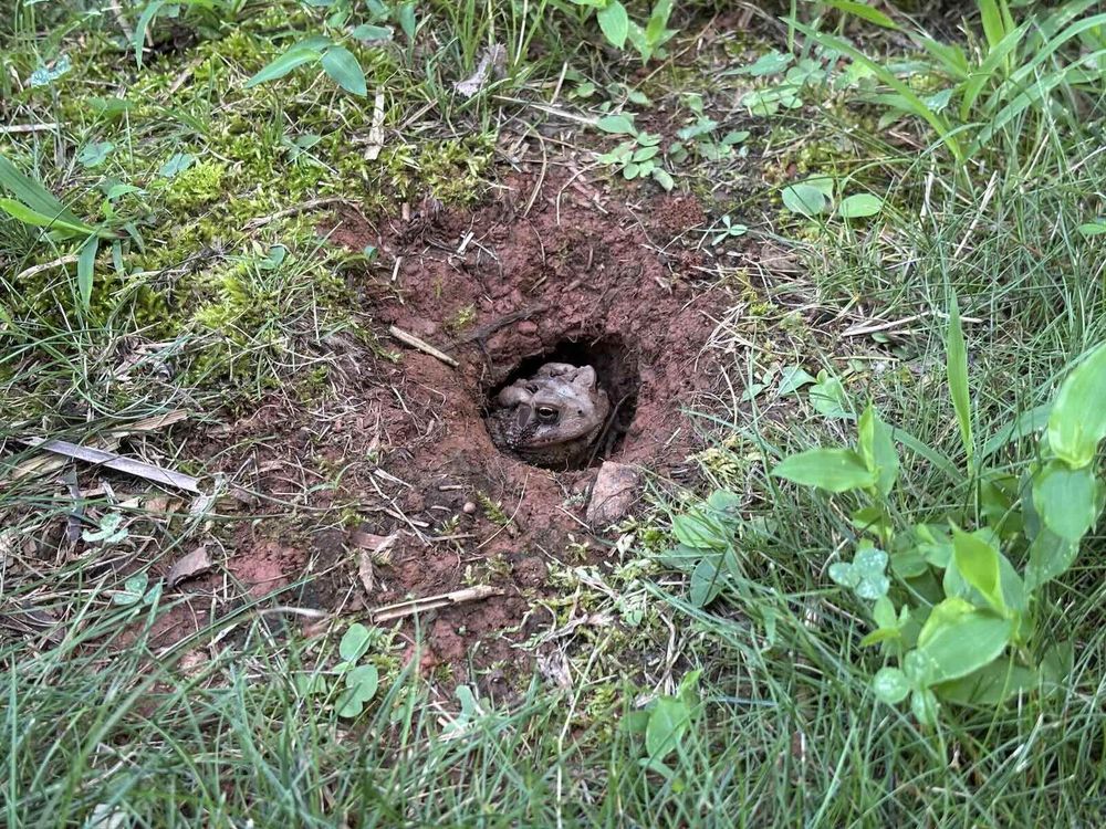 A toad peers out from a hole in the ground.