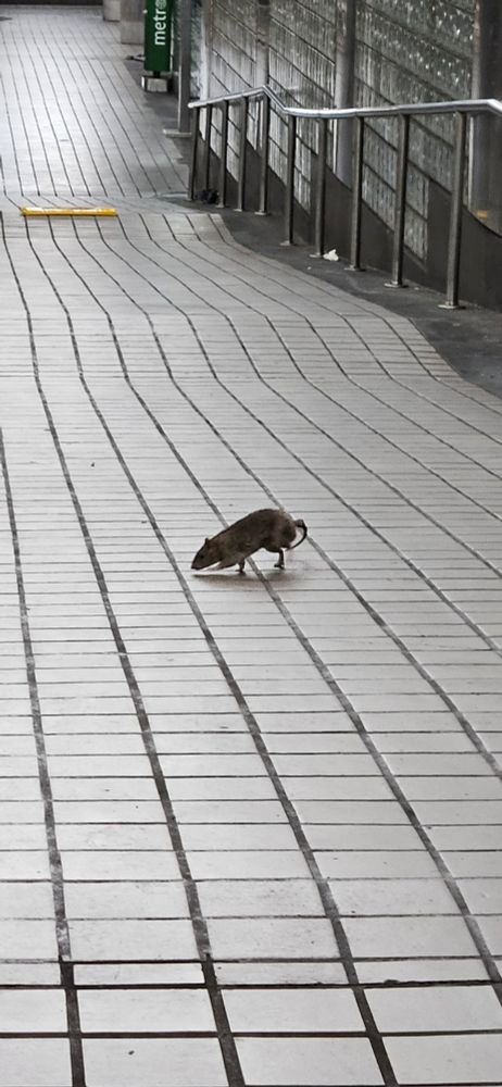pretty big fuggin' rat doing big rat things in the 11th Street Septa station